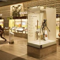 Smithsonian National Museum of Natural History Human Origins Exhibit​