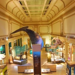 Smithsonian National Museum of Natural History Central Halls - Oceans Exhibit​